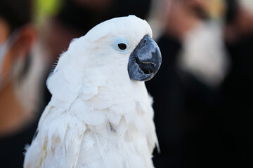 Cockatoo parrot Free-flying training bird standing on a perch.