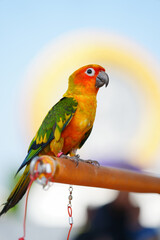 Sun Conure parrots Free-flying training bird standing on a perch