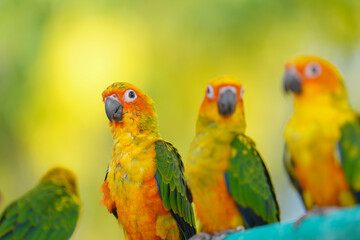 Sun Conure parrots Free-flying training bird standing on a perch