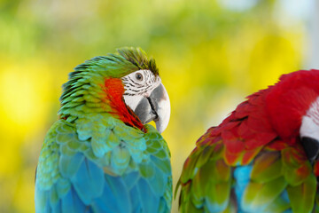 green wing macaw Free-flying training bird standing on a perch.