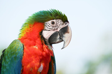 Harlequin macaw Hybrid green wing with blue and gold macaw Free-flying training bird standing on a perch.