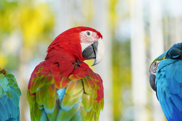 green wing macaw Free-flying training bird standing on a perch. © Sanit