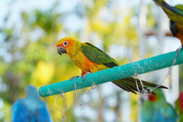 Sun Conure parrots Free-flying training bird standing on a perch