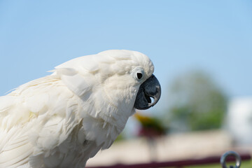 Cockatoo parrot Free-flying training bird standing on a perch.