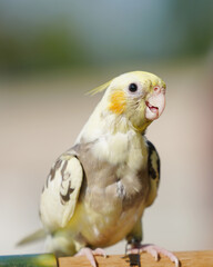 Cockatiel ​​parrot Free-flying training bird standing on a perch.