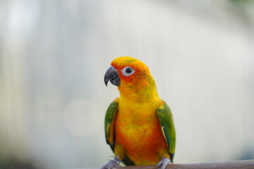 Sun Conure parrots Free-flying training bird standing on a perch