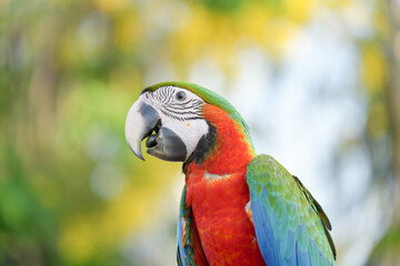 Harlequin macaw Hybrid green wing with blue and gold macaw Free-flying training bird standing on a perch.