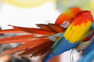Obraz premium scarlet macaw parrot Free-flying training bird standing on a perch.