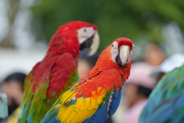 Scarlet with green wing macaw Free-flying training bird standing on a perch.