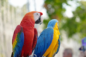 Blue and gold with scarlet macaw Free-flying training bird standing on a perch.