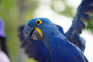 Hyacinth macaw Free-flying training bird standing on a perch.