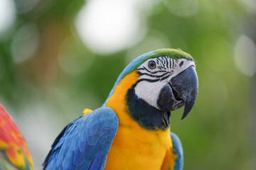 Blue and gold macaw Free-flying training bird standing on a perch.