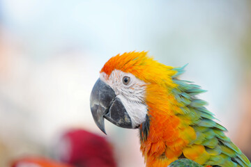 Shamrock macaw Hybrid military with scarlet macaw Free-flying training bird standing on a perch.