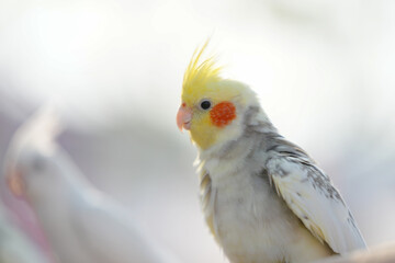 Cockatiel ​​parrot Free-flying training bird standing on a perch.