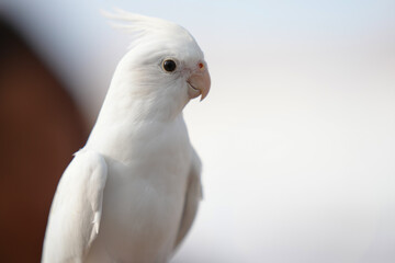Cockatiel ​​parrot Free-flying training bird standing on a perch.