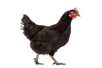 Black Chicken with Red Comb and Wattles – Striking Poultry Portrait on Transparent Background