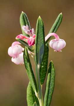 Flowering plant bog-rosemary (Andromeda polifolia)