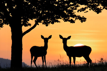 two deer standing next to a tree in a field