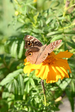 closeup the beautiful brown black color butterfly hold on the marigold flower with plant soft focus natural green brown background.
