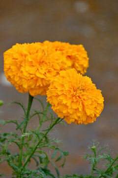closeup the orange marigold flower with bud growing with leaves in the garden soft focus green brown background.