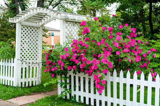 Climbng rose spilling over an arbor and white picket fence.