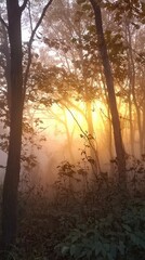 Serene Sunrise Through Misty Forest with Golden Glow and Silhouettes