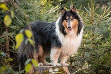 Collies im Wald