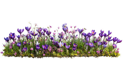 Flower transparent background