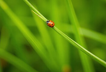 Fototapeta premium Ladybug on blade of grass with green background