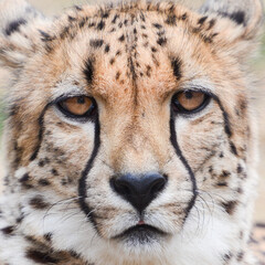 Cheetah headshot