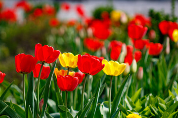 Fototapeta premium A field of red and yellow tulips in a field of green grass