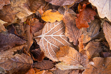 Frostiger Herbst