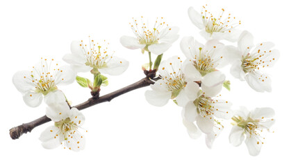 Obraz premium Blooming tree branch transparent background