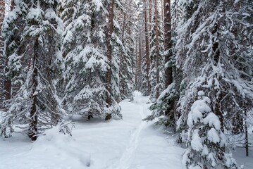 Path in the forest among snow-covered coniferous trees. Winter landscape of coniferous forest.