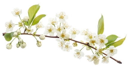Obraz premium Blooming tree branch transparent background