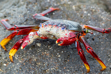 Cangrejo de roca comiendo en las rocas de la costa