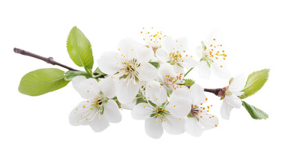 Obraz premium Blooming tree branch transparent background