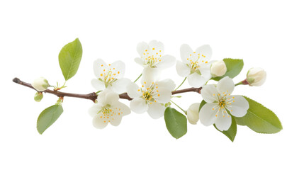 Obraz premium Blooming tree branch transparent background