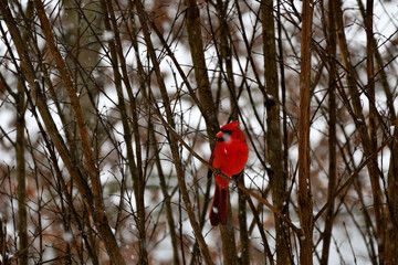 Red Cardinal resting on tree at winter.
