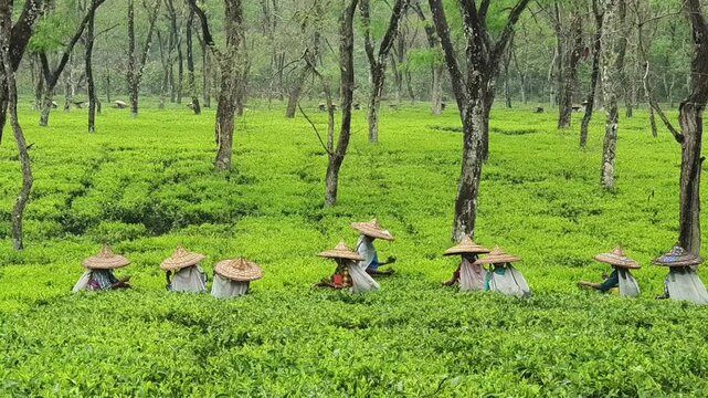 Tea garden workers plucking in the tea garden