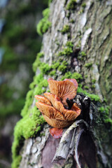 Closeup of fungi growing on a tree trunk, Derbyshire England
