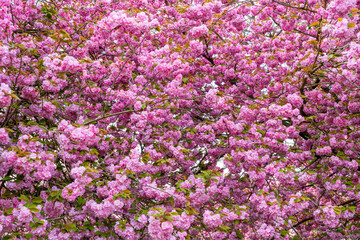Obraz premium Japanese cherry tree