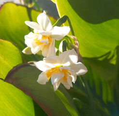 Narcissus bloom in winter, white flowers