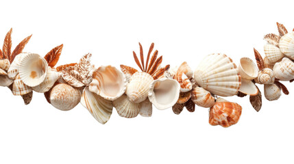 Sea shell transparent background