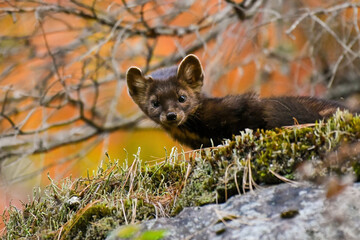 American marten (pine marten) on a cliff with fall colors.