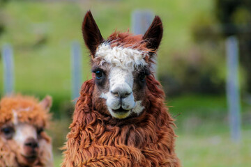 Llama and alpaca domestic animals herd on the high mountain plains of Peru. Fluffy and furry alpaca and llama camelid animals in South America  Andes with colorful decoration in ears