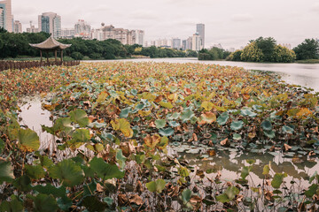 Obraz premium Lotus Pond