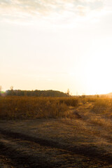 Orange field in autumn at sunset. Boguchar village.