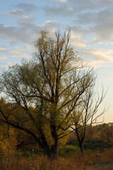 Tree in the field in autumn. Boguchar village.