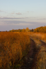 Fototapeta premium Orange field in autumn at sunset. Boguchar village.